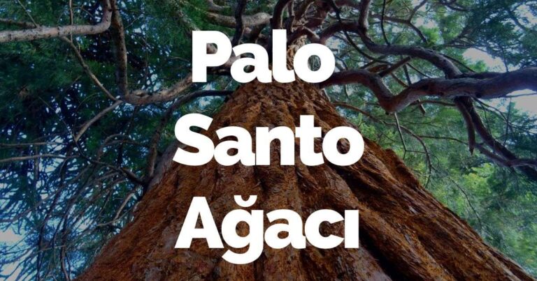 Palo Santo Ağacı: Nedir? Nerede Yetişir?