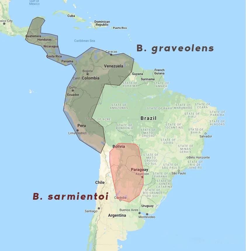 palo santo ağacı yetişen yerler haritası